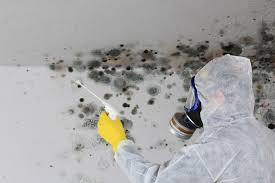 Best Environmental Consulting for Mold Prevention  in Shackle Island, TN